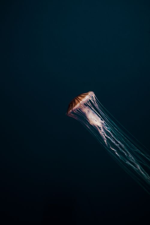 Free A stunning jellyfish with long tentacles floating gracefully underwater. Stock Photo