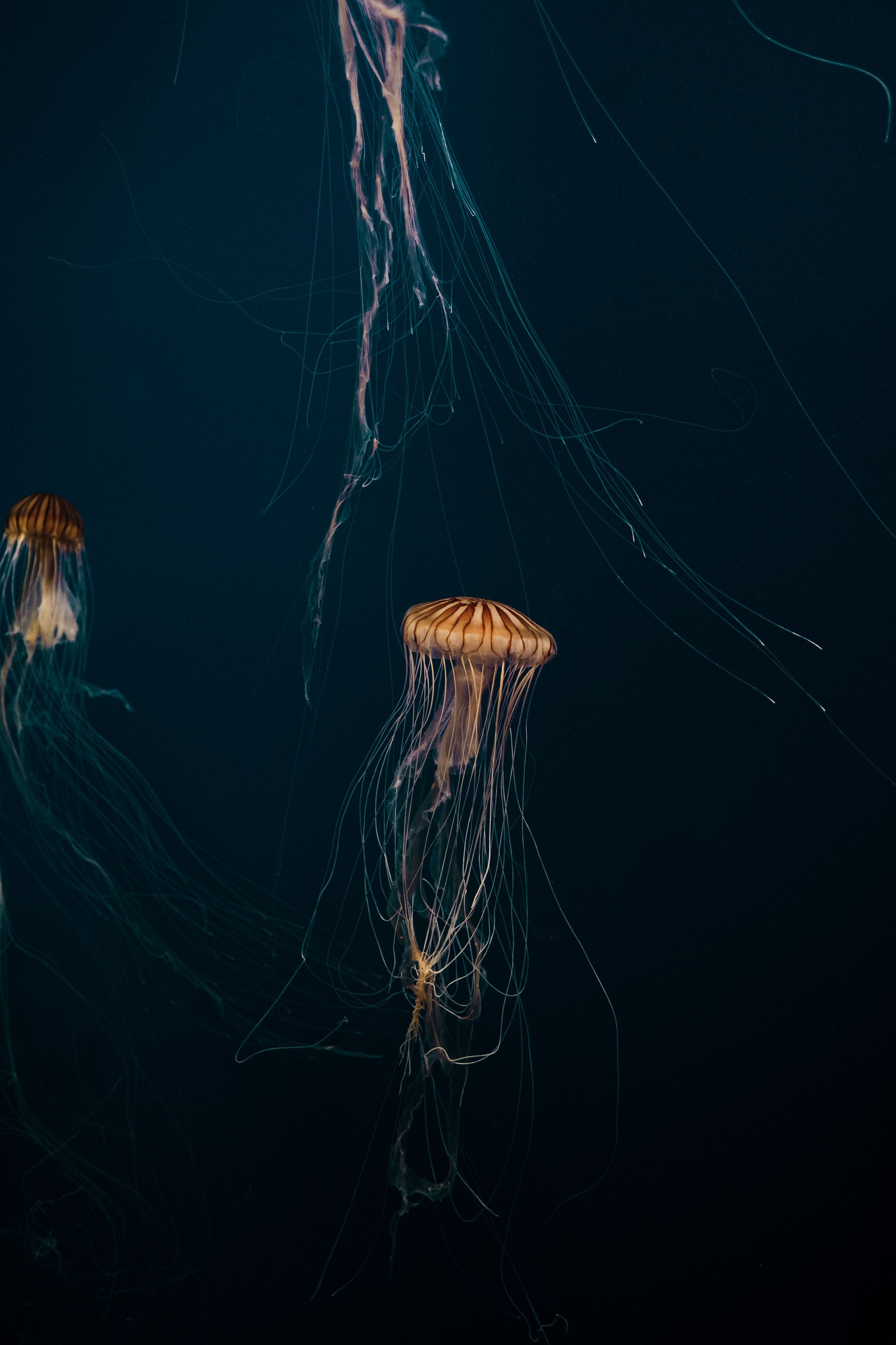Blue Jellyfish in the Water · Free Stock Photo