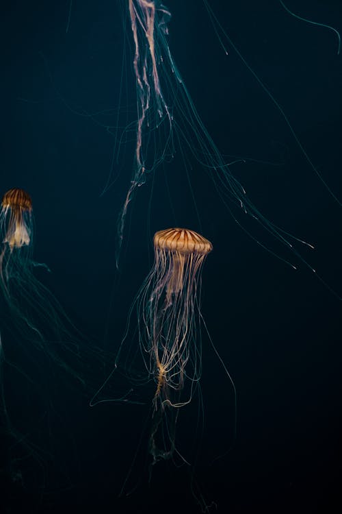 Ilmainen kuvapankkikuva tunnisteilla akvaario, meduusa, meren elämää