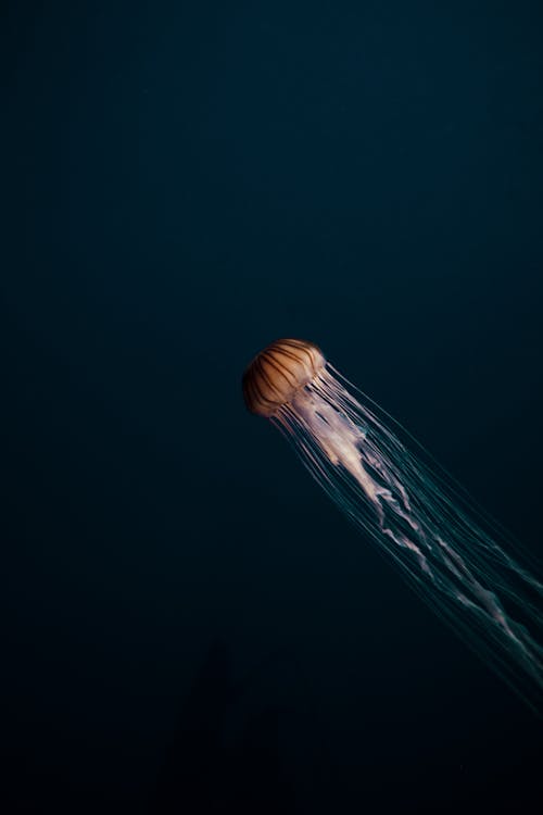 Free Brown and White Jellyfish Under the Water Stock Photo