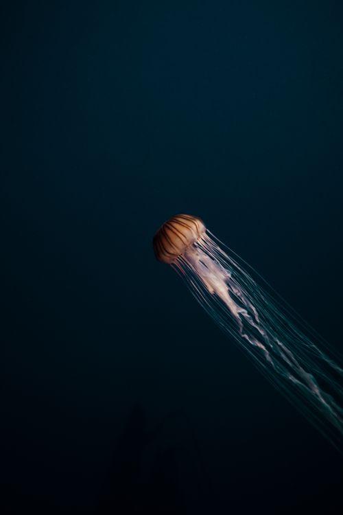 Free An ethereal jellyfish gracefully floats in the deep blue ocean, showcasing long, flowing tentacles. Stock Photo