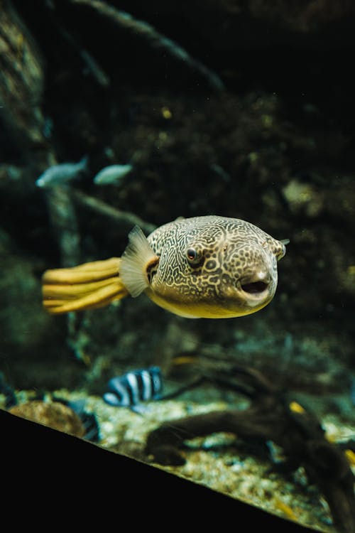 Yellow and Black Pufferfish Swimming in the Aquarium