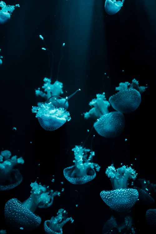 Free Stunning illuminated jellyfish floating in a dark underwater environment, highlighting their bioluminescence. Stock Photo