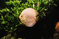 Close-up Photo of Red Discus