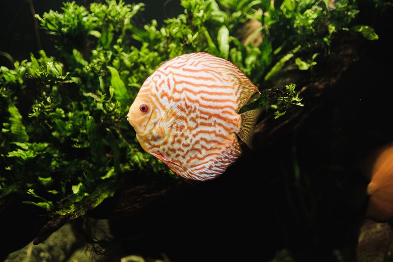 Close-up of a red discus fish swimming among green plants in a well-lit aquarium.