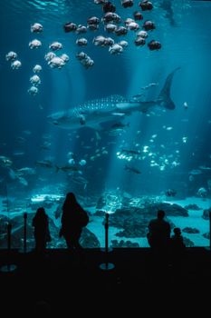 Silhouetted people observing a whale shark in an aquarium filled with diverse fish species.