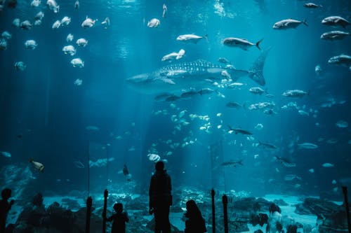 Ingyenes stockfotó akvárium, cápa, emberek témában