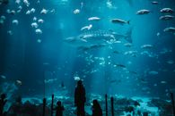Silhouette of People Standing in Front of Aquarium With Fish