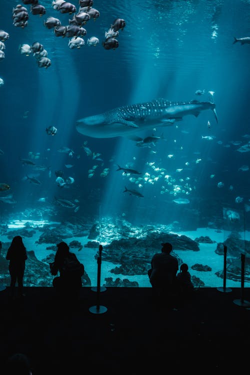 Ingyenes stockfotó akvárium, bálna, cápák témában
