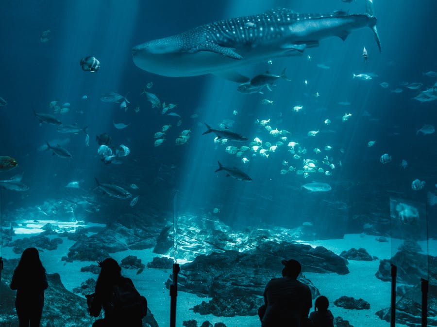 Photo by Airam Dato-on