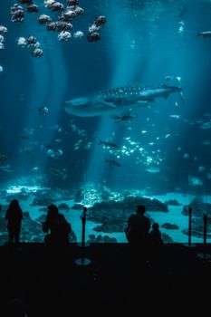 Silhouettes of people watching diverse marine life with a whale shark in a large aquarium.