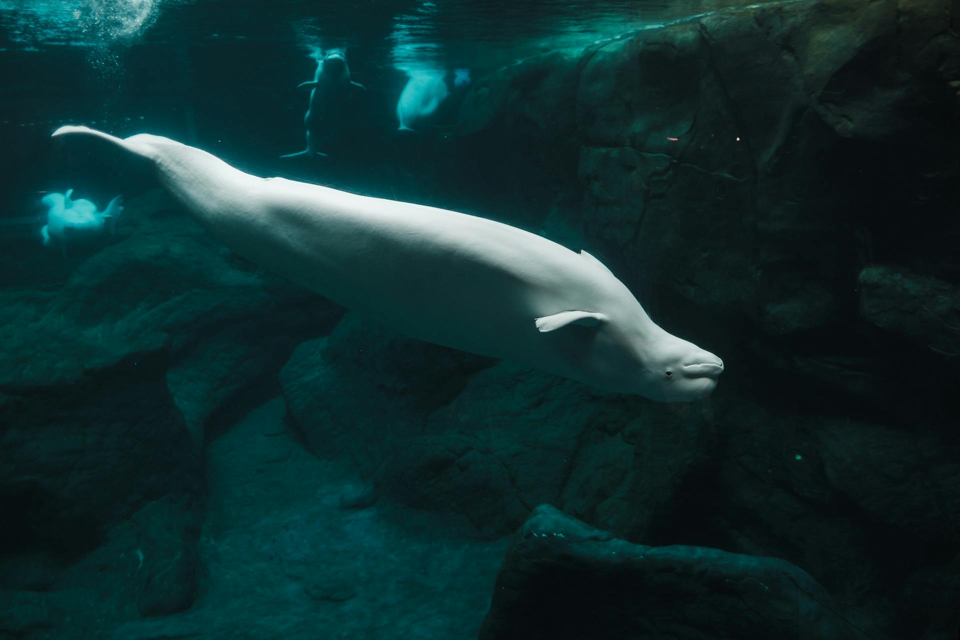 Close-up of a beluga whale swimming underwater in an aquarium showcasing aquatic life.