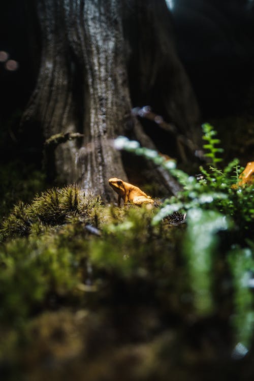 Brown and Black Fox on Green Moss