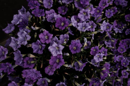 açan çiçekler, bitki örtüsü, çiçeklenmek içeren Ücretsiz stok fotoğraf