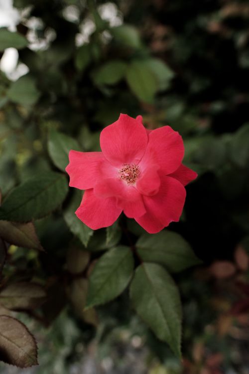 Free Close-up of a vibrant red flower in bloom, surrounded by lush green leaves, capturing natural beauty. Stock Photo