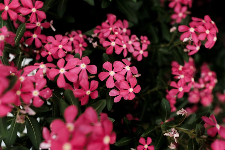 Blooming Madagascar Periwinkle Flowers 