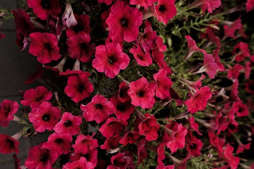 Free Close-up Photo of Red Flowers  Stock Photo