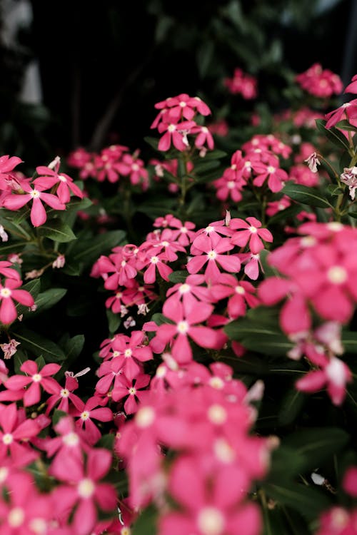 Gratis lagerfoto af blomster, blomstrende, flora