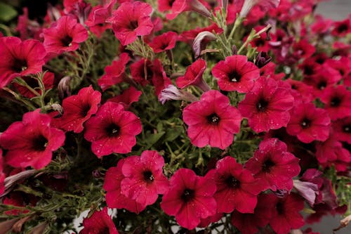 Free Close-Up Photograph of Petunia Flowers in Bloom Stock Photo
