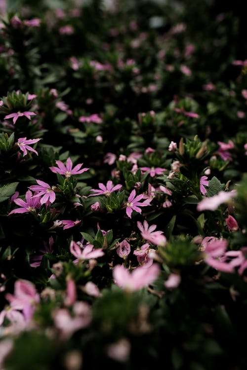 Darmowe zdjęcie z galerii z fioletowy, flora, kwiaty