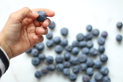 Free Person Holding Blueberry Stock Photo