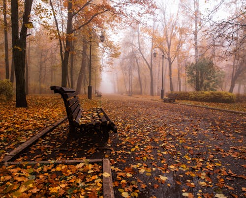 Brown Wooden Bench Surrounded by Dried Leaves