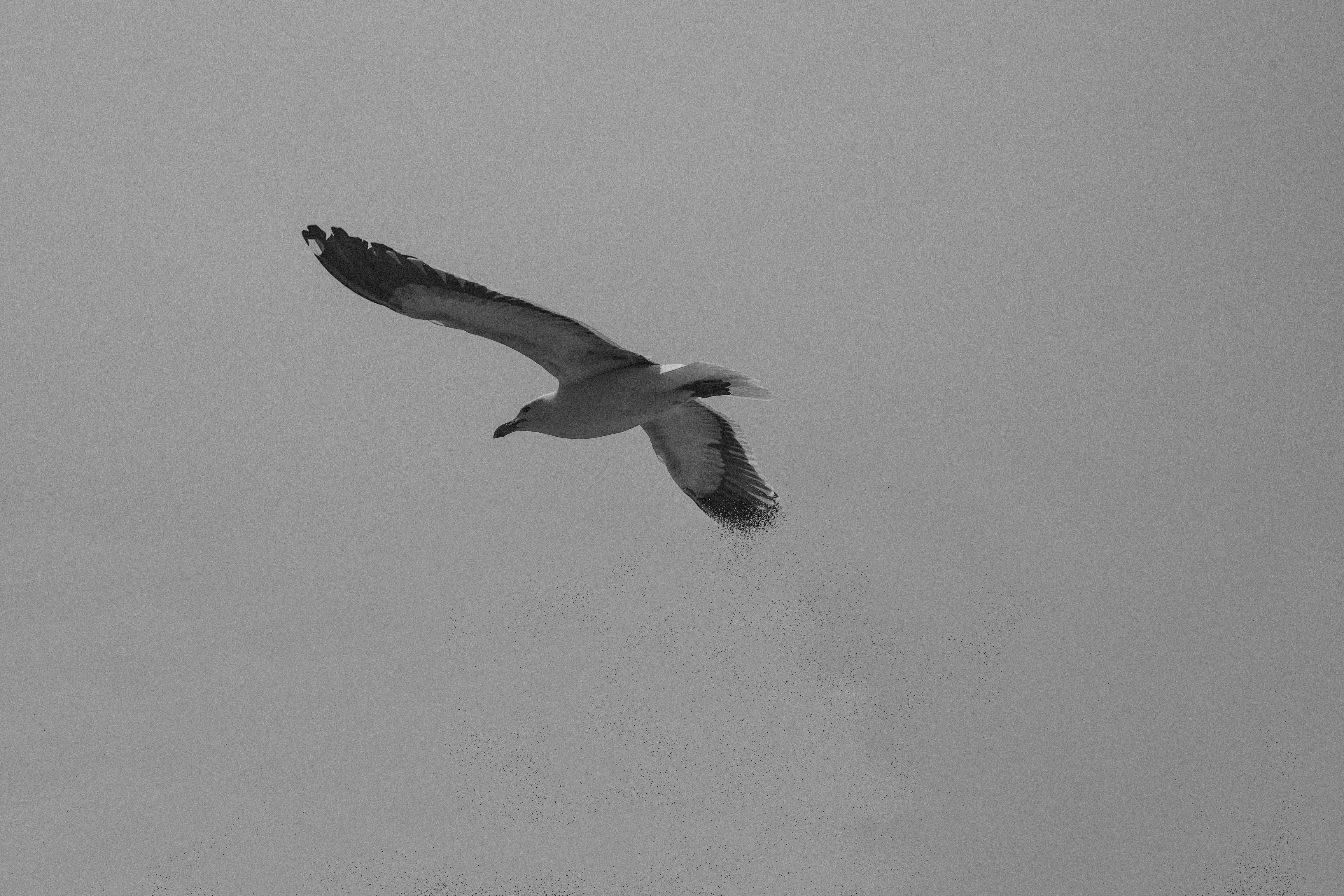 White and Black Bird Flying in the Sky · Free Stock Photo