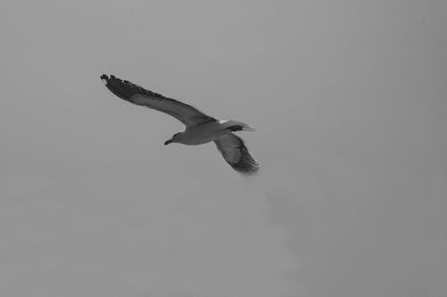 White and Black Bird Flying in the Sky