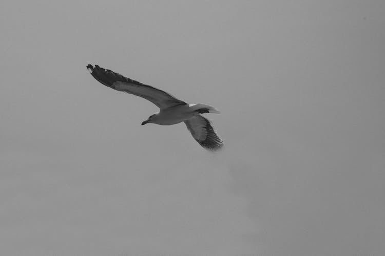 White And Black Bird Flying In The Sky