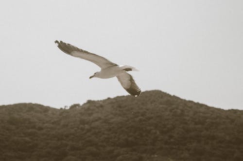 White Bird Flying by the Mountains