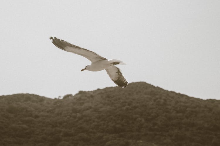 White Bird Flying By The Mountains