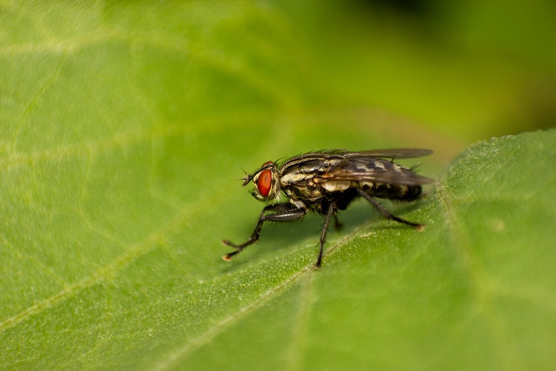 Close-up of an insect in a Green Leaf · Free Stock Photo