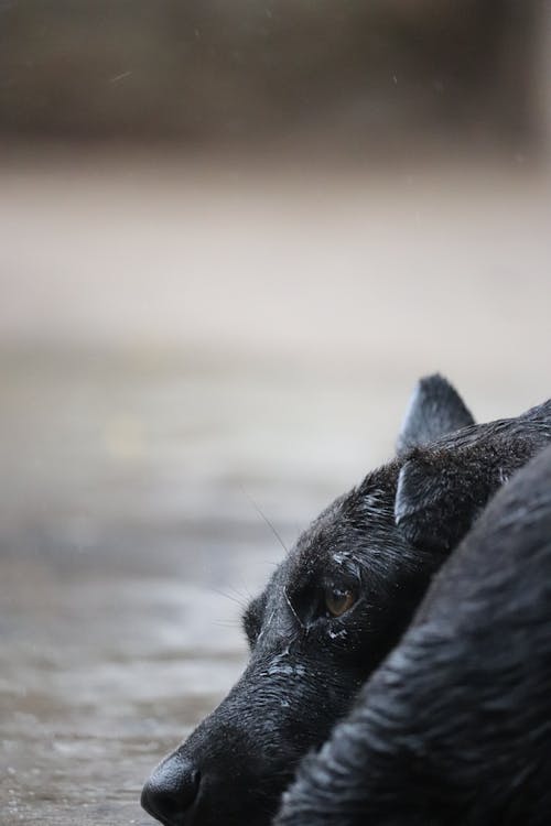 Free Selective Focus Photo of a Black Dog Lying on the Ground Stock Photo