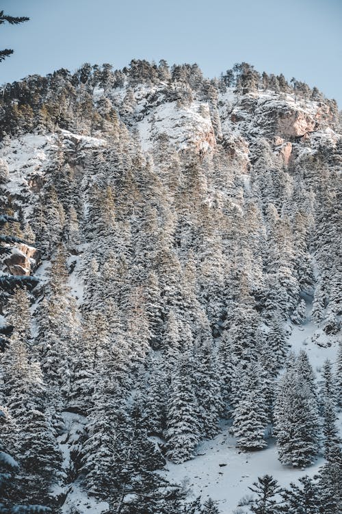 경치, 눈, 산림의 무료 스톡 사진