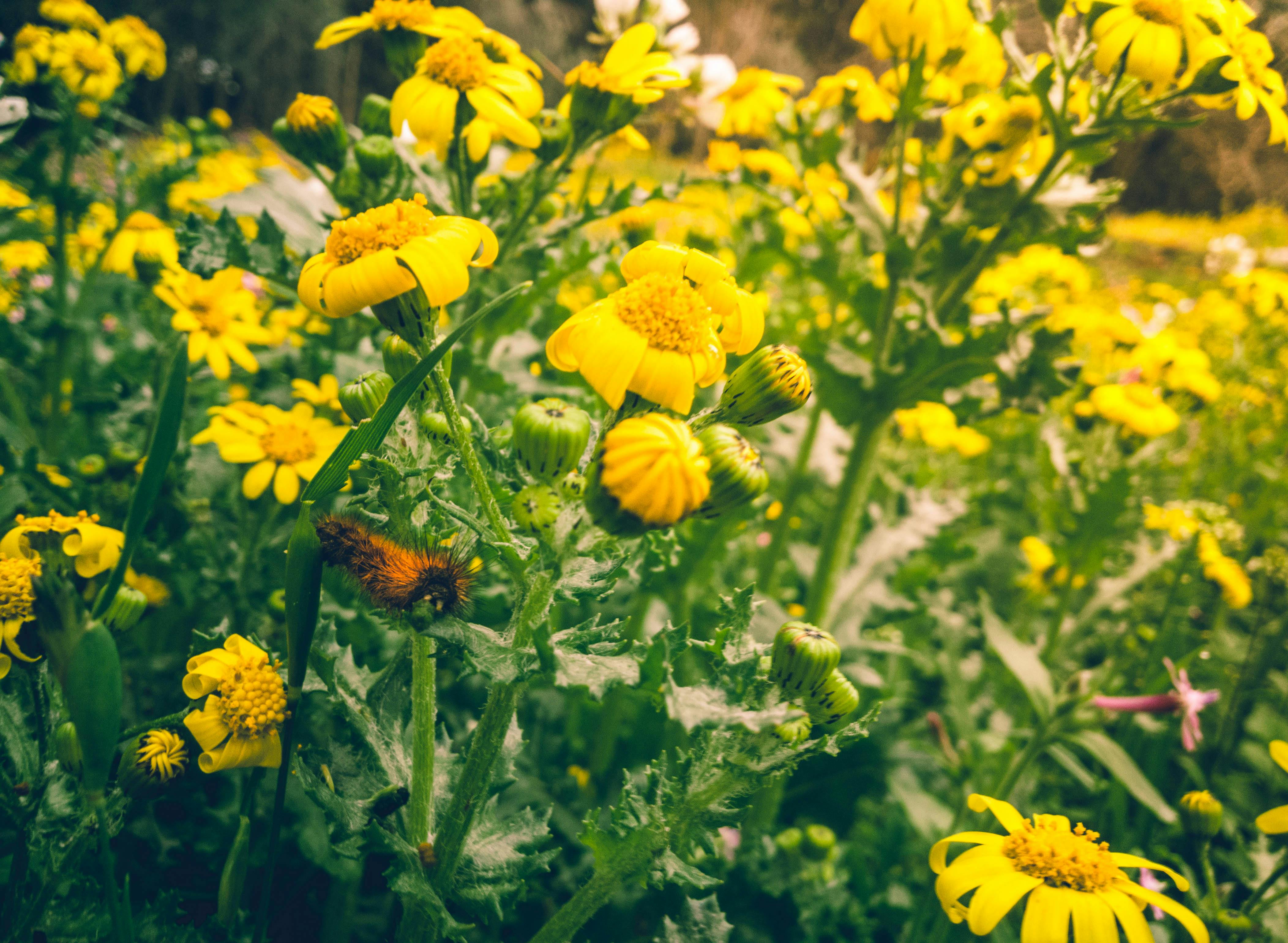 在阳光明媚的日子里，漫步于郁郁葱葱的绿植间，探寻那生机盎然的黄色野花绽放之美
