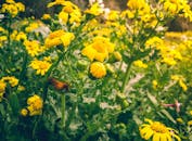 在阳光明媚的日子里，漫步于郁郁葱葱的绿植间，探寻那生机盎然的黄色野花绽放之美