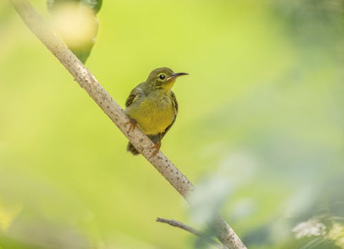Free Passerine Bird perched on a Tree Branch  Stock Photo