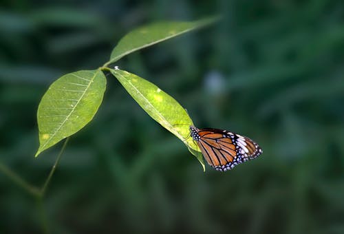Close-Up Shot of a Monarch Butterfly on a Leaf