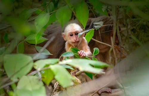 Infant Monkey on Leaves