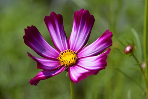 Photos gratuites de basculement, délicat, fleur violette