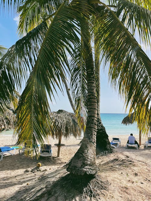 Безкоштовне стокове фото на тему «берег моря, вертикальні постріл, кокосові пальми»