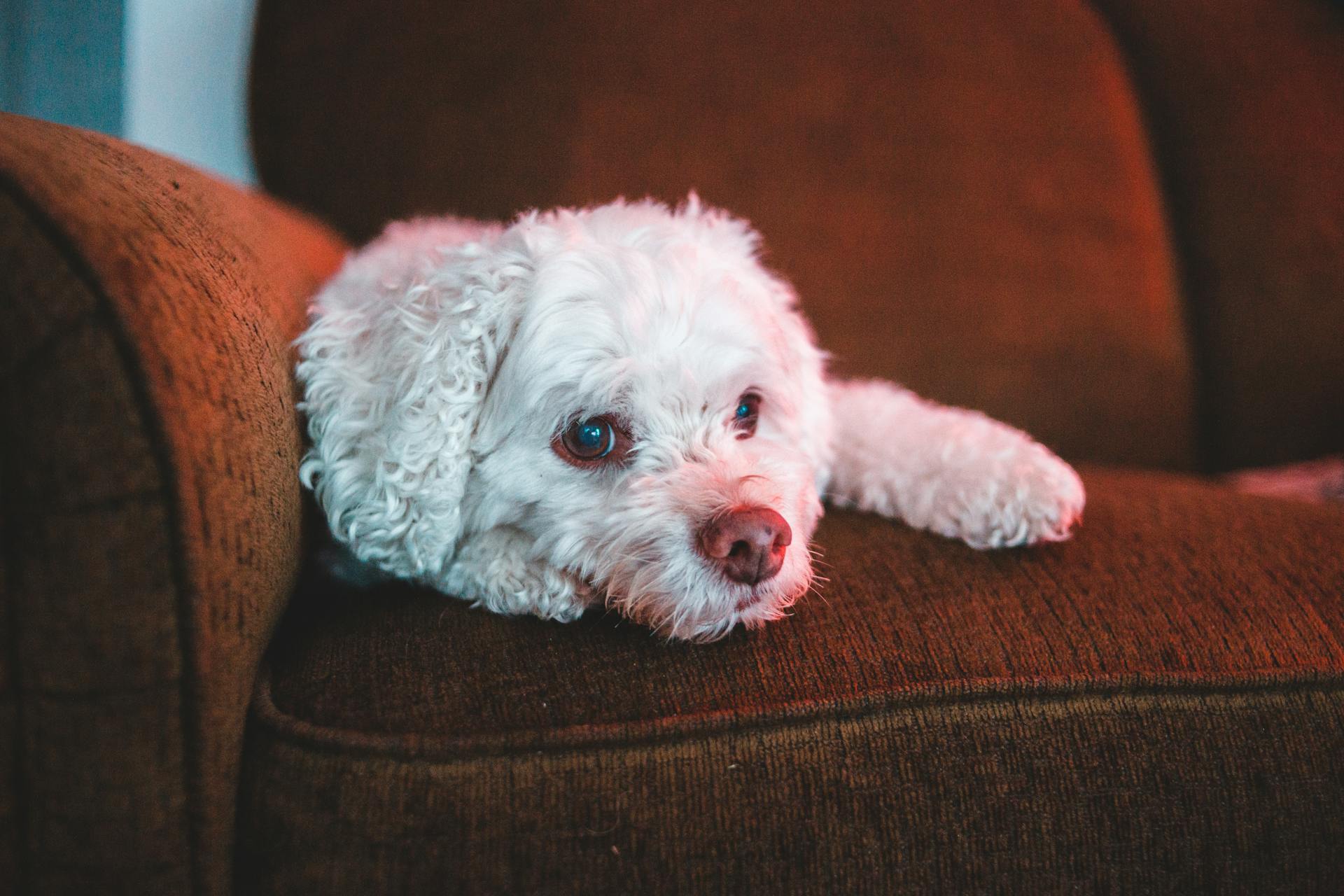 White Long Coated Small Dog Lying on Sofa