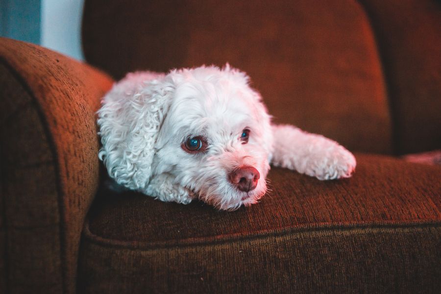 Petit chien blanc de type bichon reposant sur un canapé