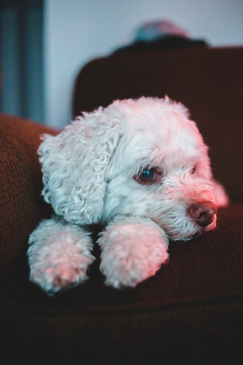 White Long Coated Small Dog Lying on Sofa · Free Stock Photo