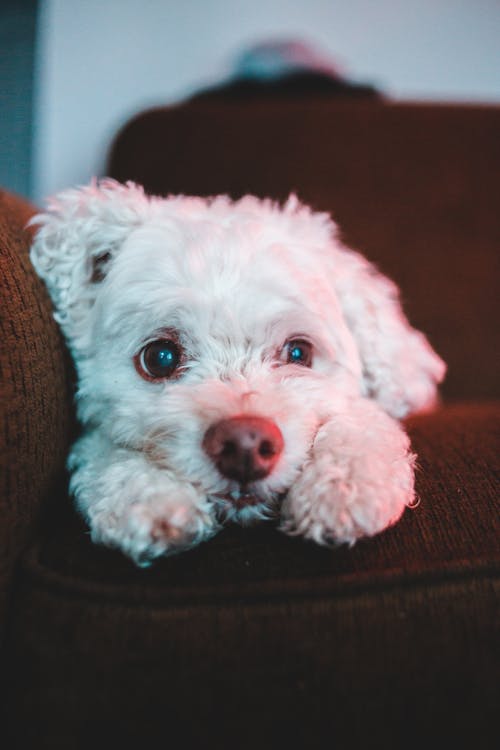 Free Close-Up Shot of a White Furry Puppy Stock Photo