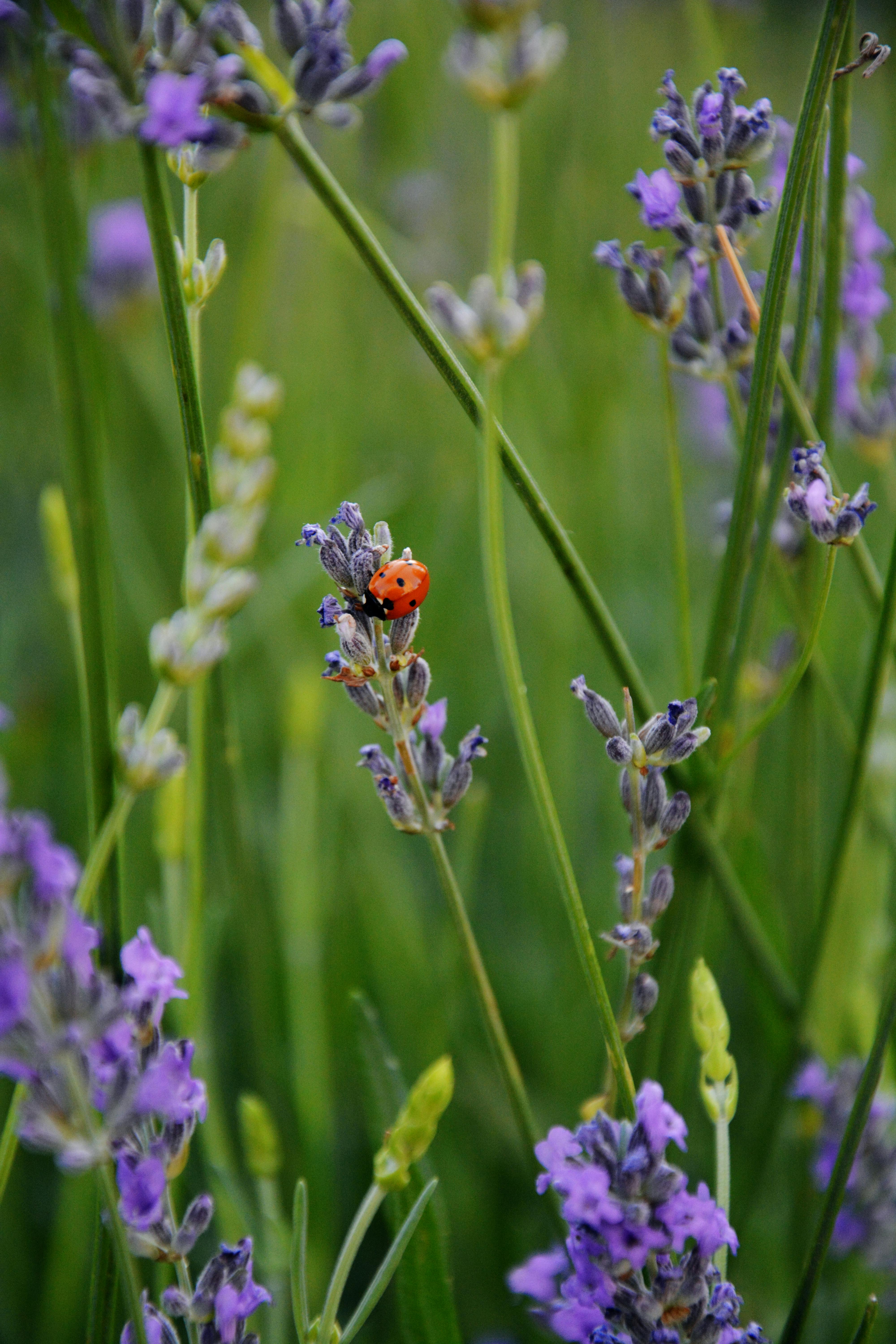41 დადგენილება
