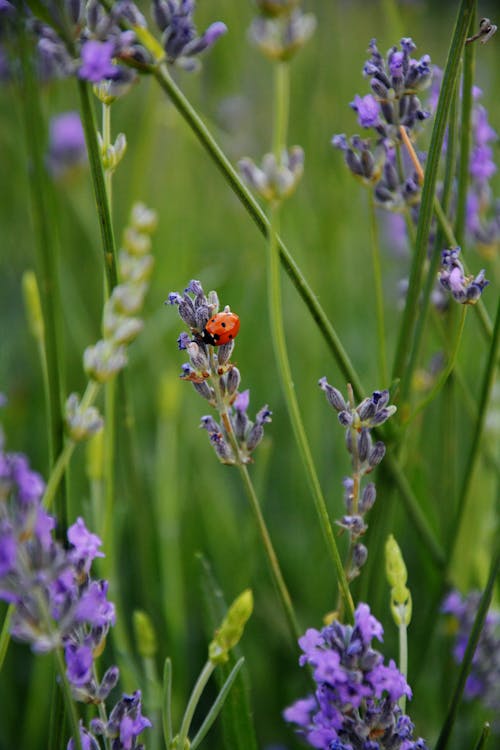 Free Close-Up Shot of a Ladybug on a Lavender Flower Stock Photo