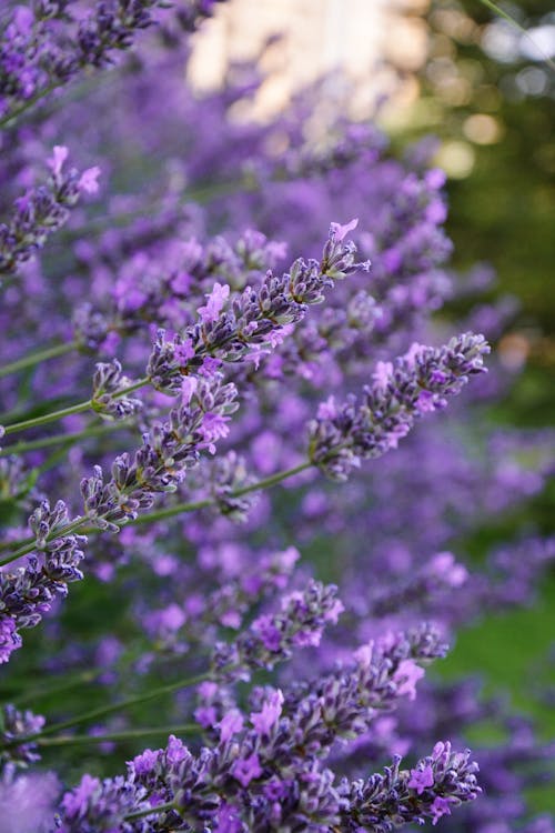 Purple Flower in Tilt Shift Lens