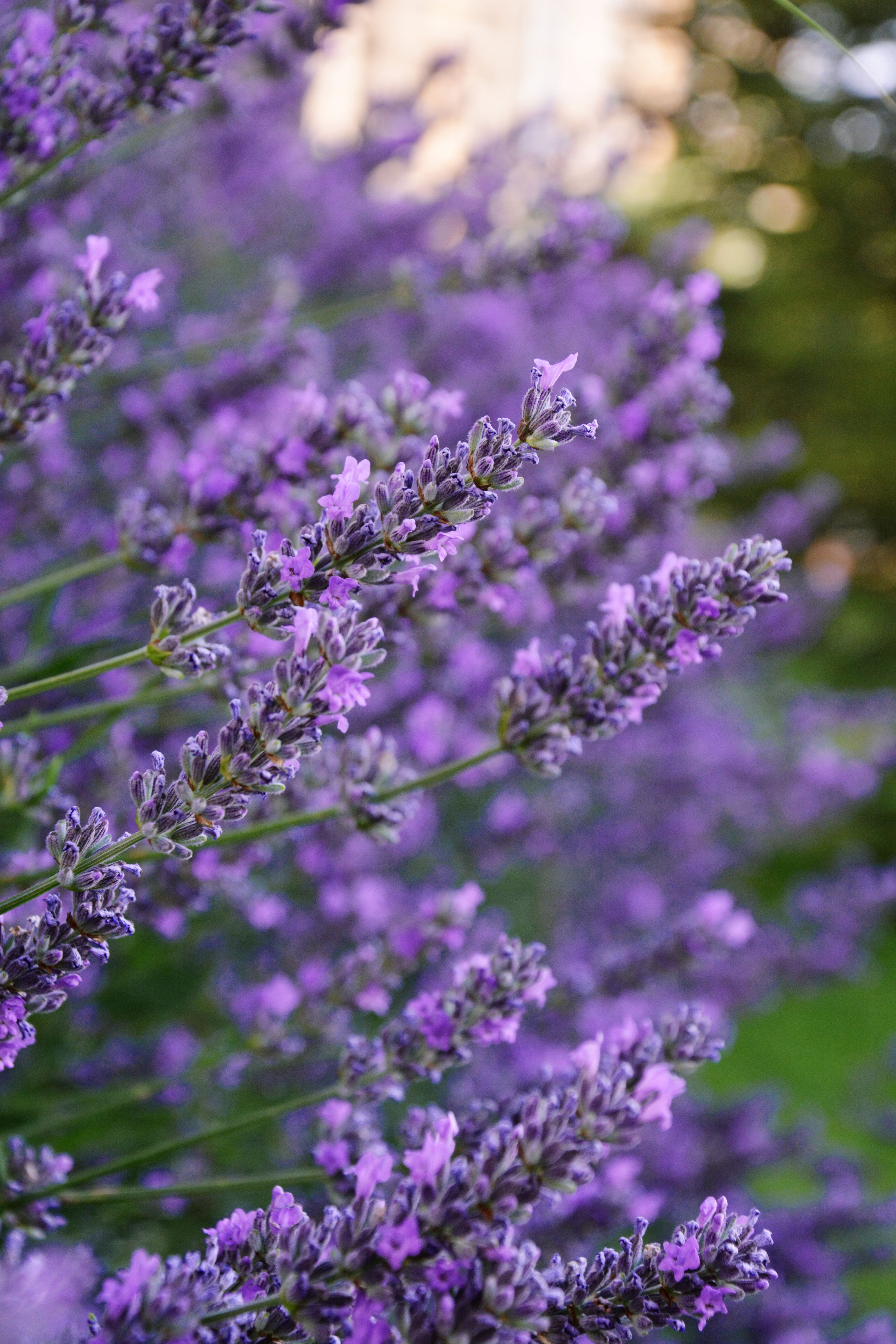 Best flowers for pollinators — flowers