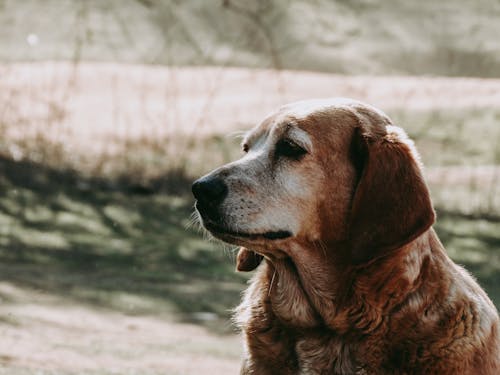 Close-up Photo of Dog 